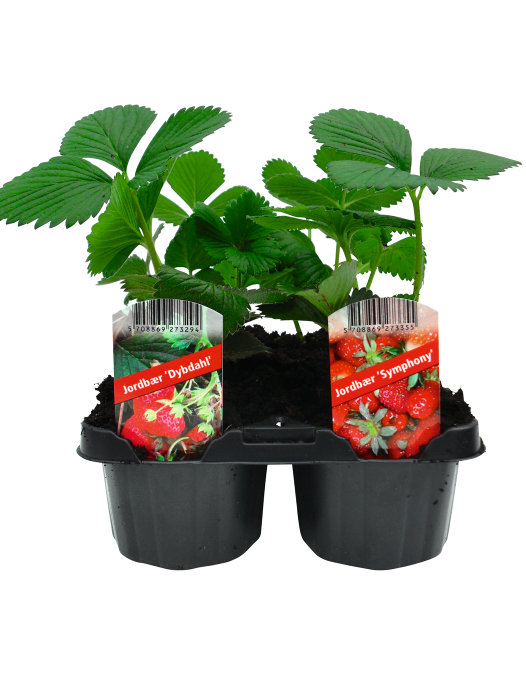 Jordbærplanter mix 6-pk.